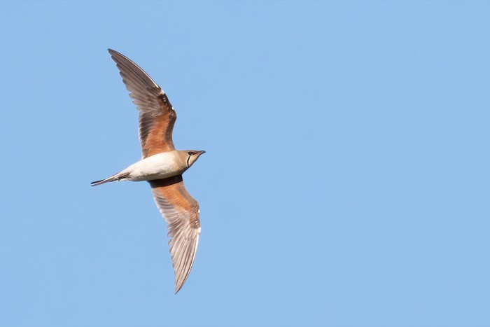Collared Pratincole