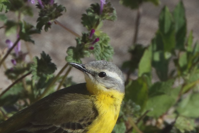 Yellow Wagtail 