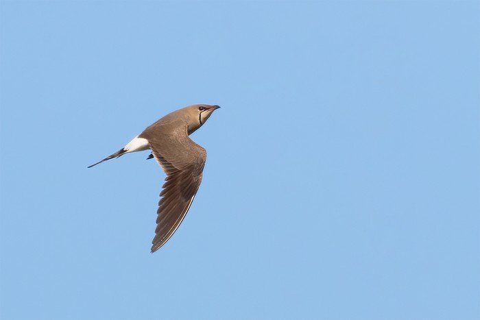 Collared Pratincole