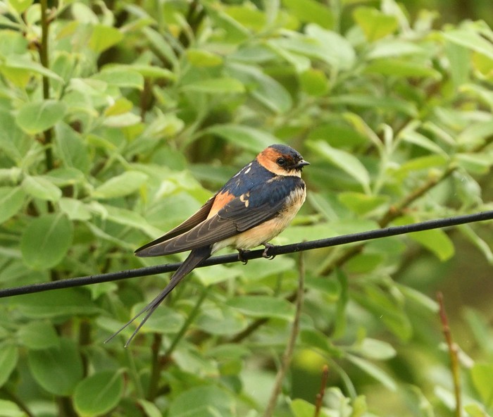 Red-rumped Swallow