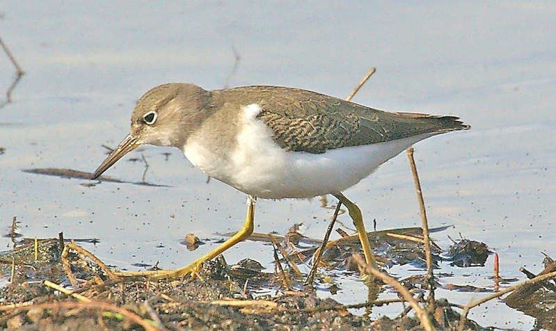 Spotted Sandpiper