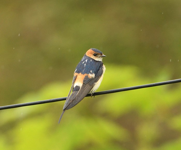 Red-rumped Swallow