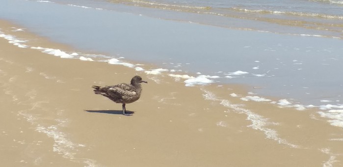 Great Skua