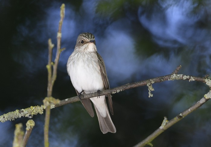 Spotted Flycatcher