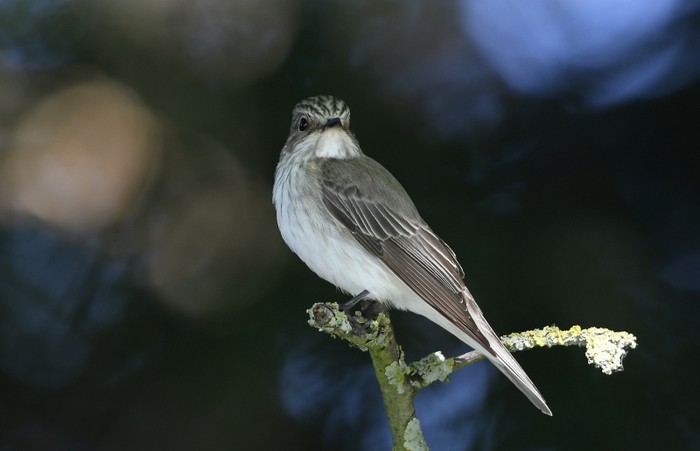 Spotted Flycatcher