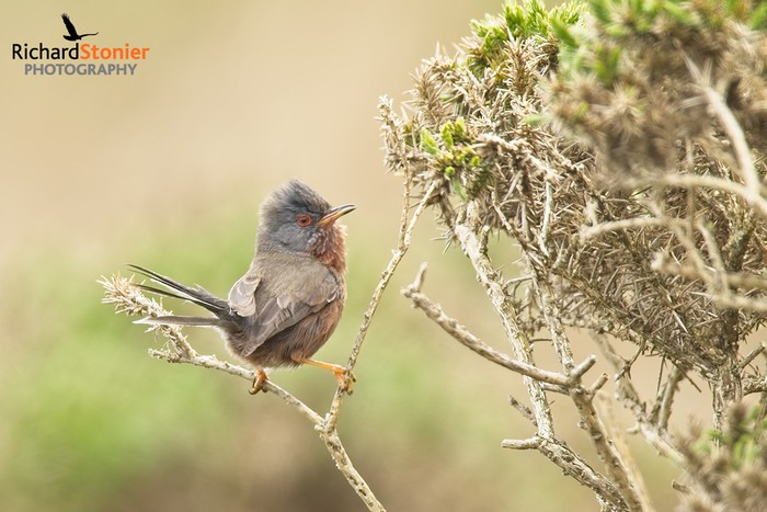 Dartford Warbler