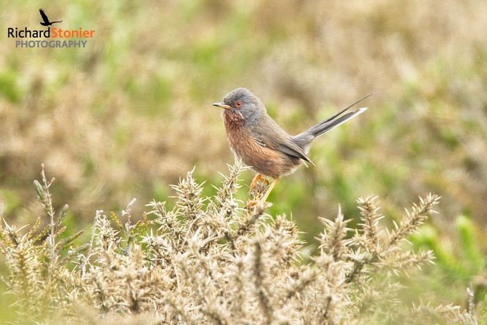 Dartford Warbler