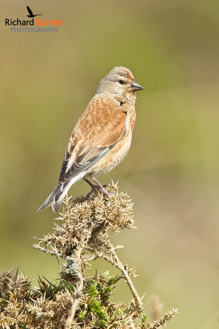 Linnet
