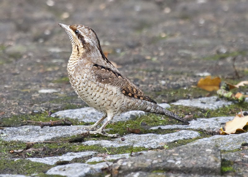 Wryneck