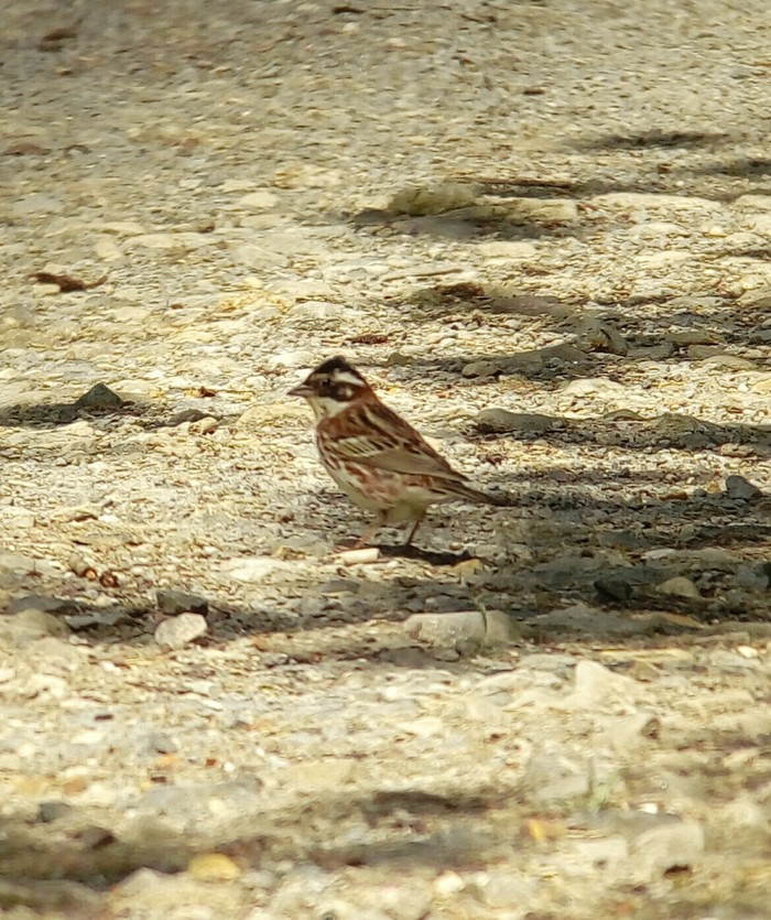 Rustic Bunting