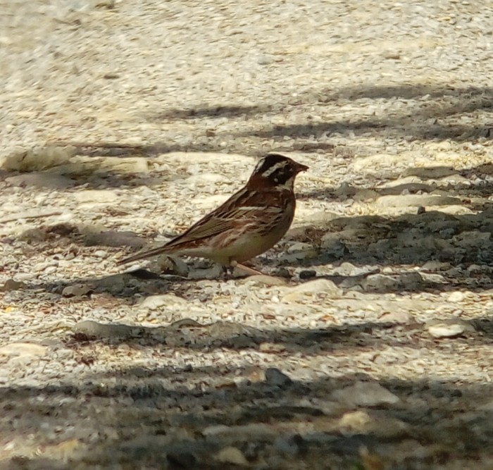 Rustic Bunting