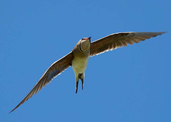 Collared Pratincole