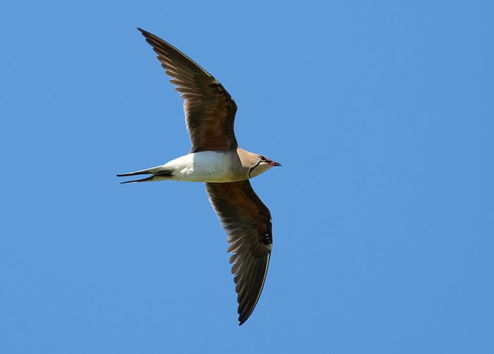 Collared Pratincole