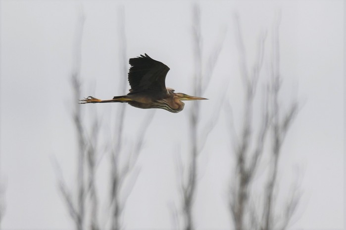 Purple Heron