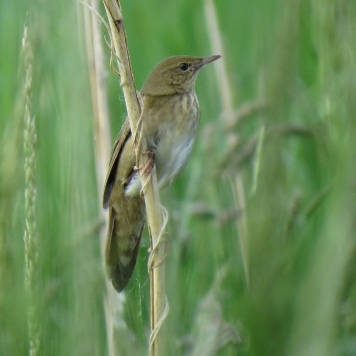 River Warbler
