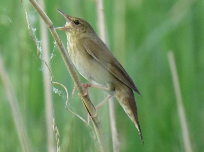 River Warbler