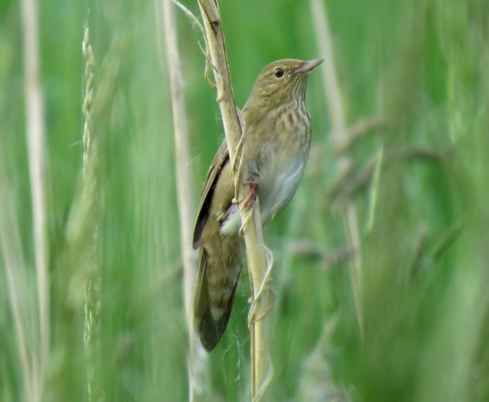 River Warbler