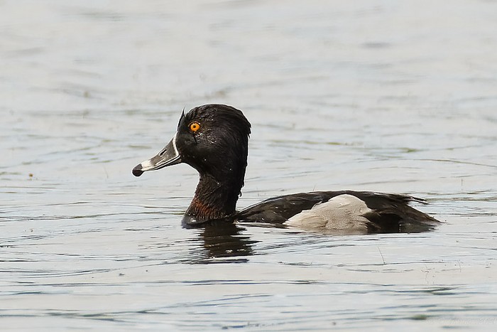 Ring-necked Duck