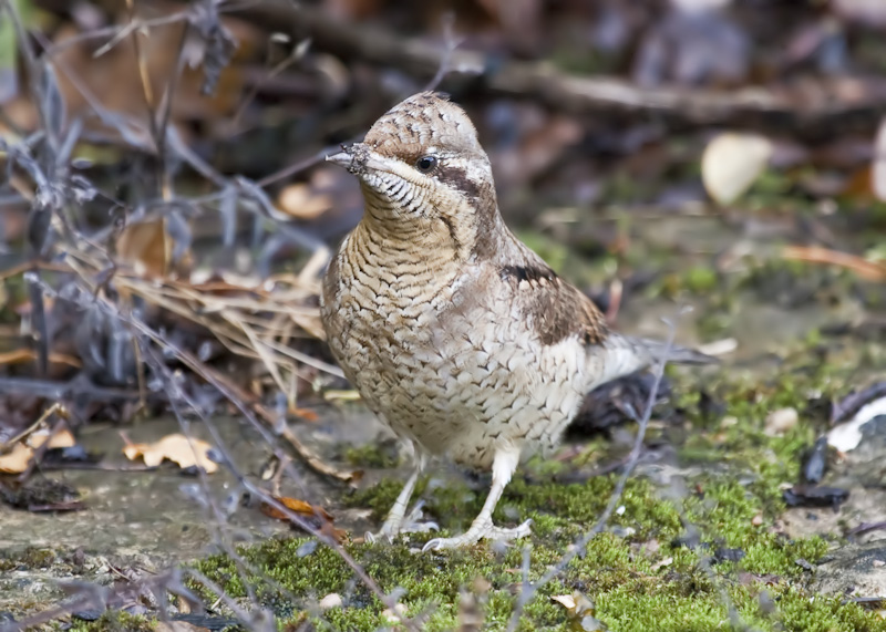 Wryneck