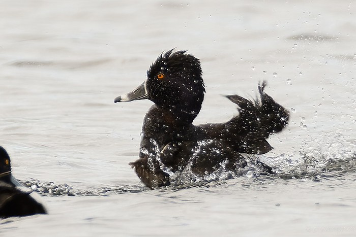 Ring-necked Duck