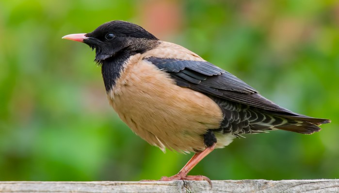 Rose-coloured Starling