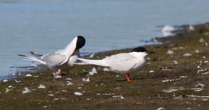 Roseate Tern
