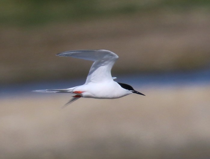 Roseate Tern