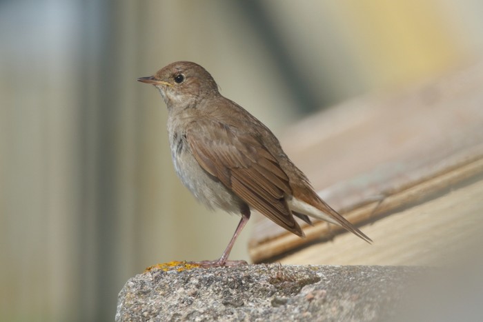 Thrush Nightingale