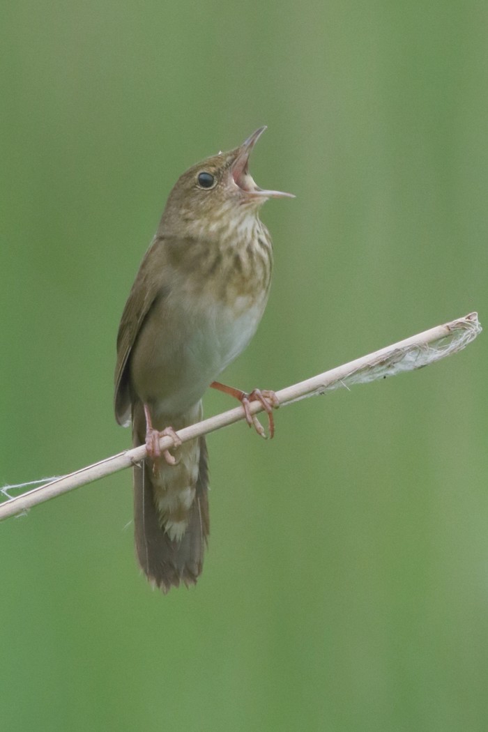 River Warbler