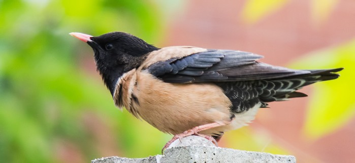 Rose-coloured Starling