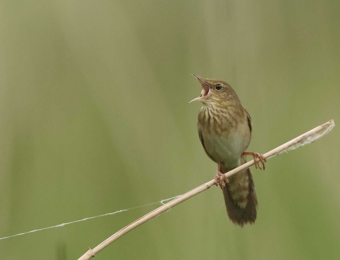River Warbler