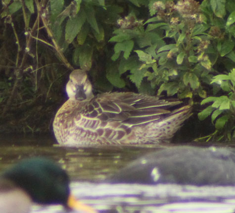 Garganey