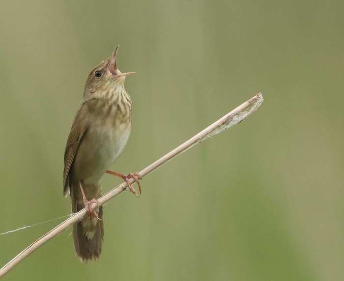 River Warbler