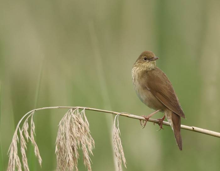 River Warbler