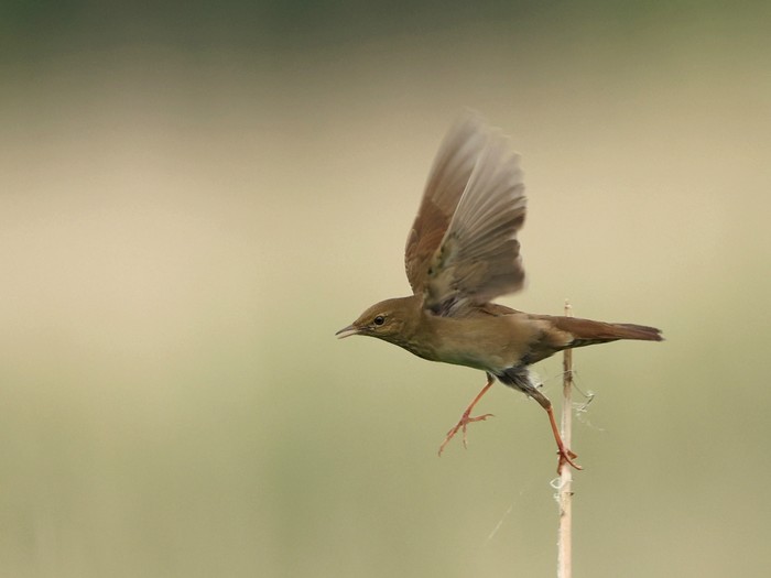 River Warbler