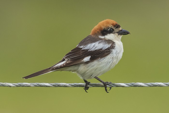 Woodchat Shrike