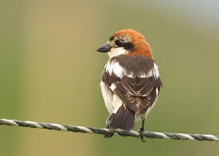 Woodchat Shrike