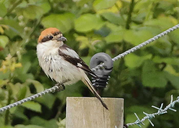 Woodchat Shrike