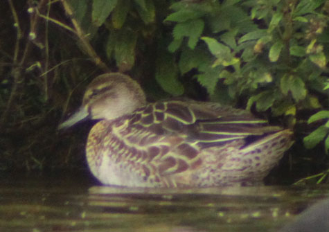 Garganey