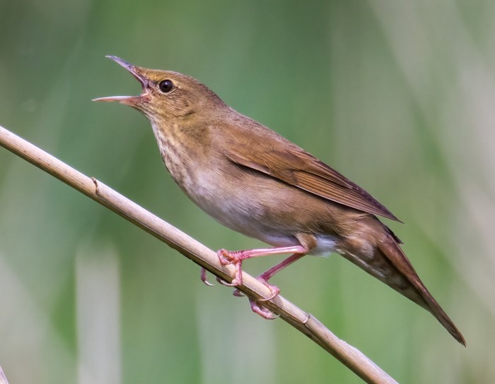 River Warbler