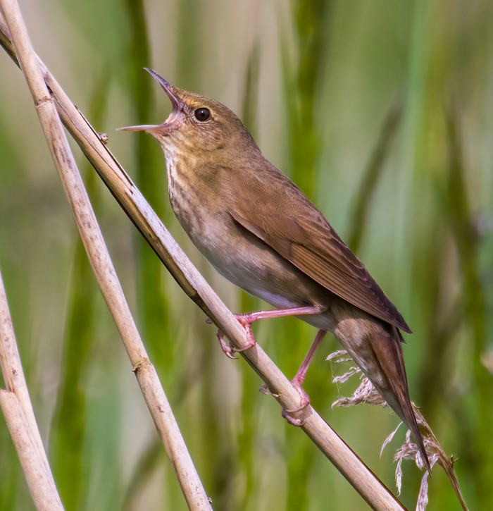 River Warbler