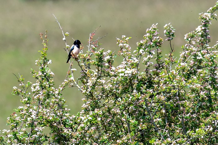 Rose-coloured Starling