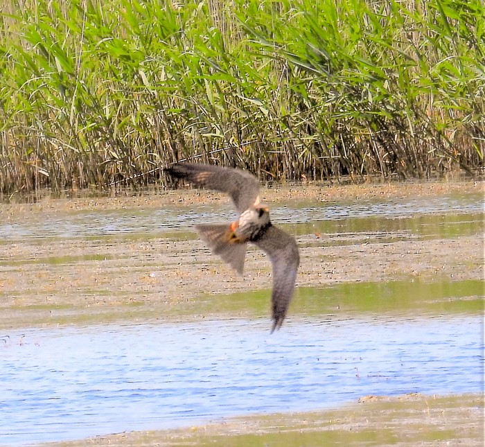 Hobby