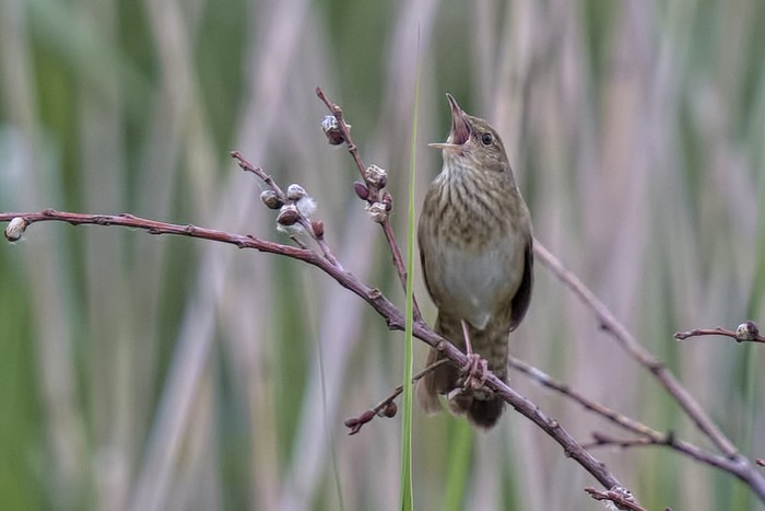 River Warbler