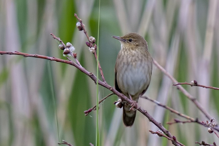 River Warbler