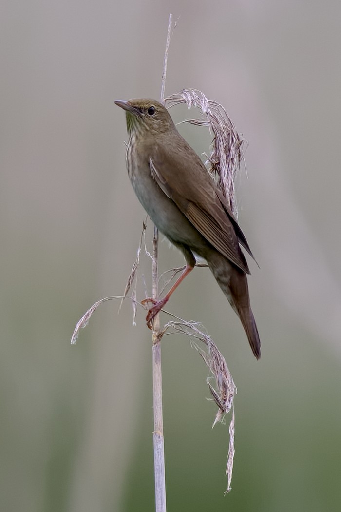 River Warbler