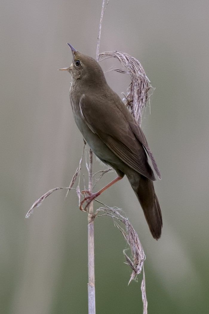 River Warbler