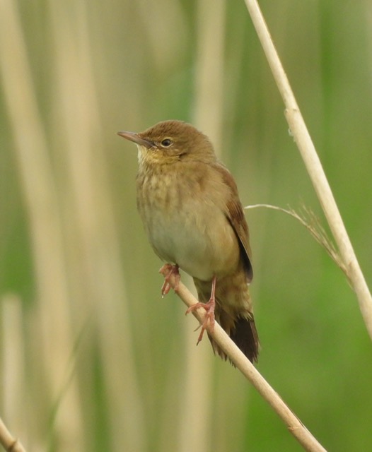 River Warbler