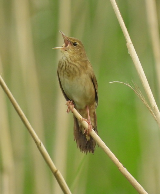 River Warbler