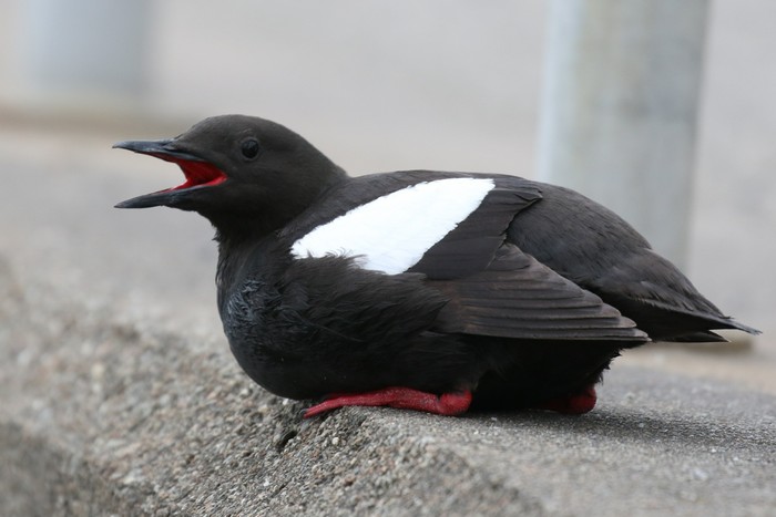 Black Guillemot